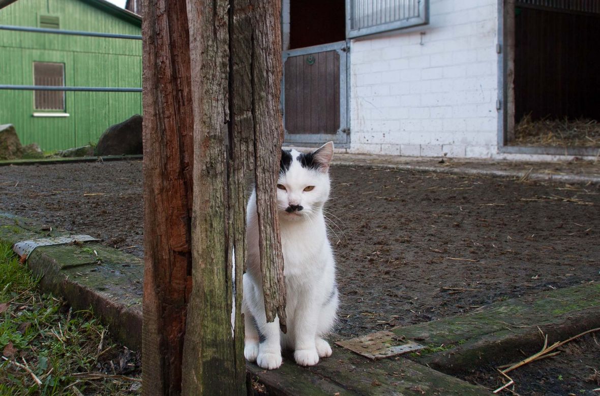 09bauernhofkater_4414.jpg