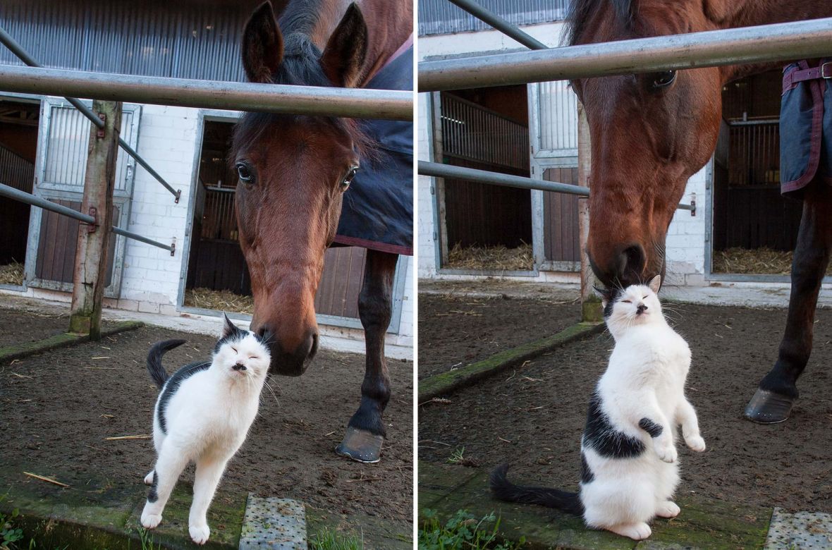 10bauernhofkater-liebt-pferd.jpg